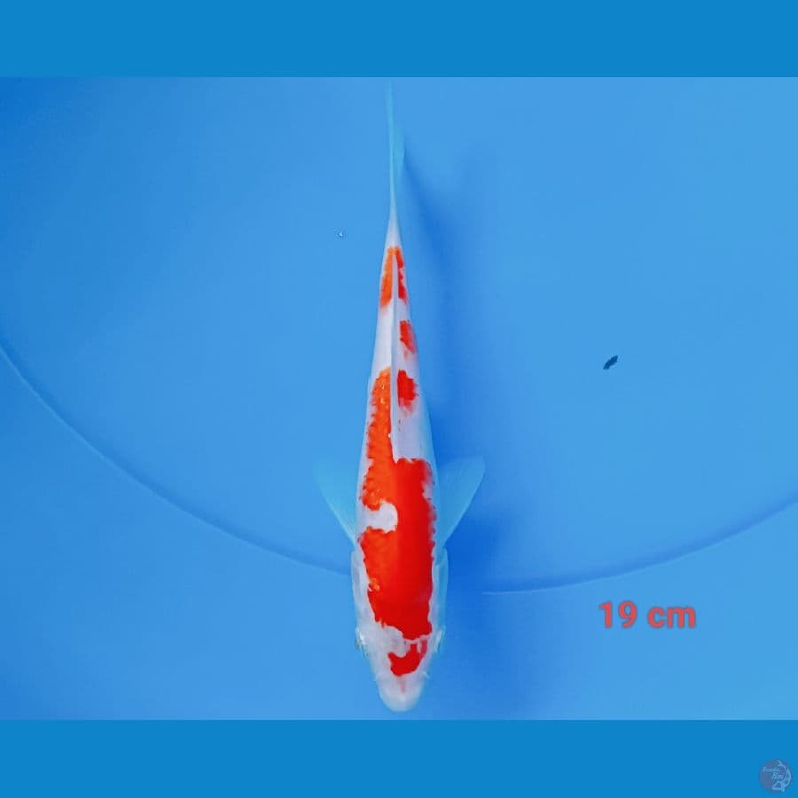 inazuma 19 cm