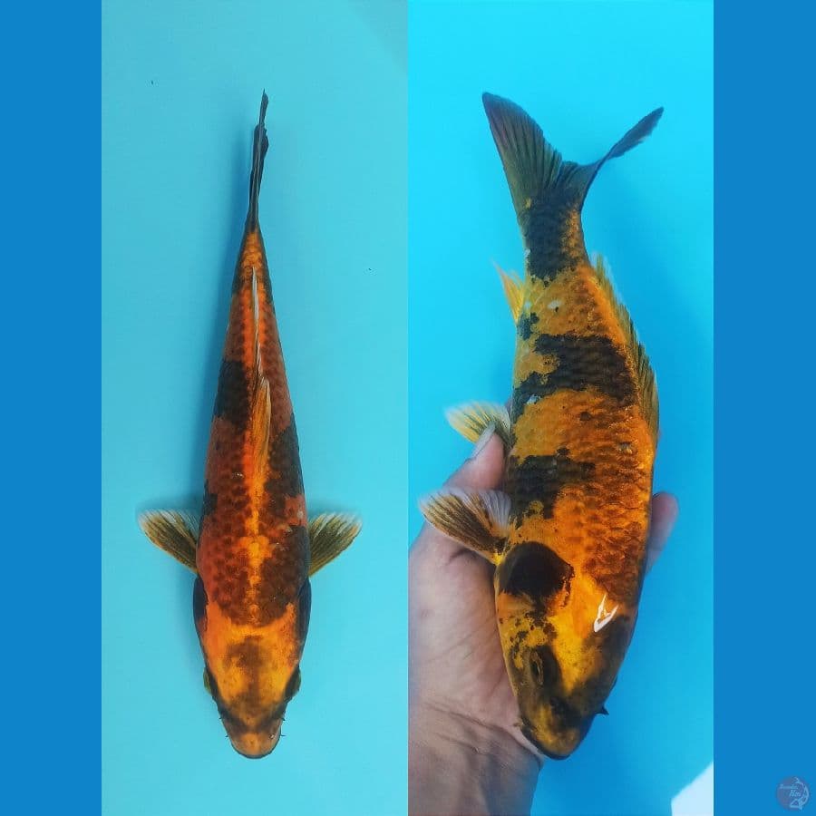 KAGE KIN KI UTSURI 28CM