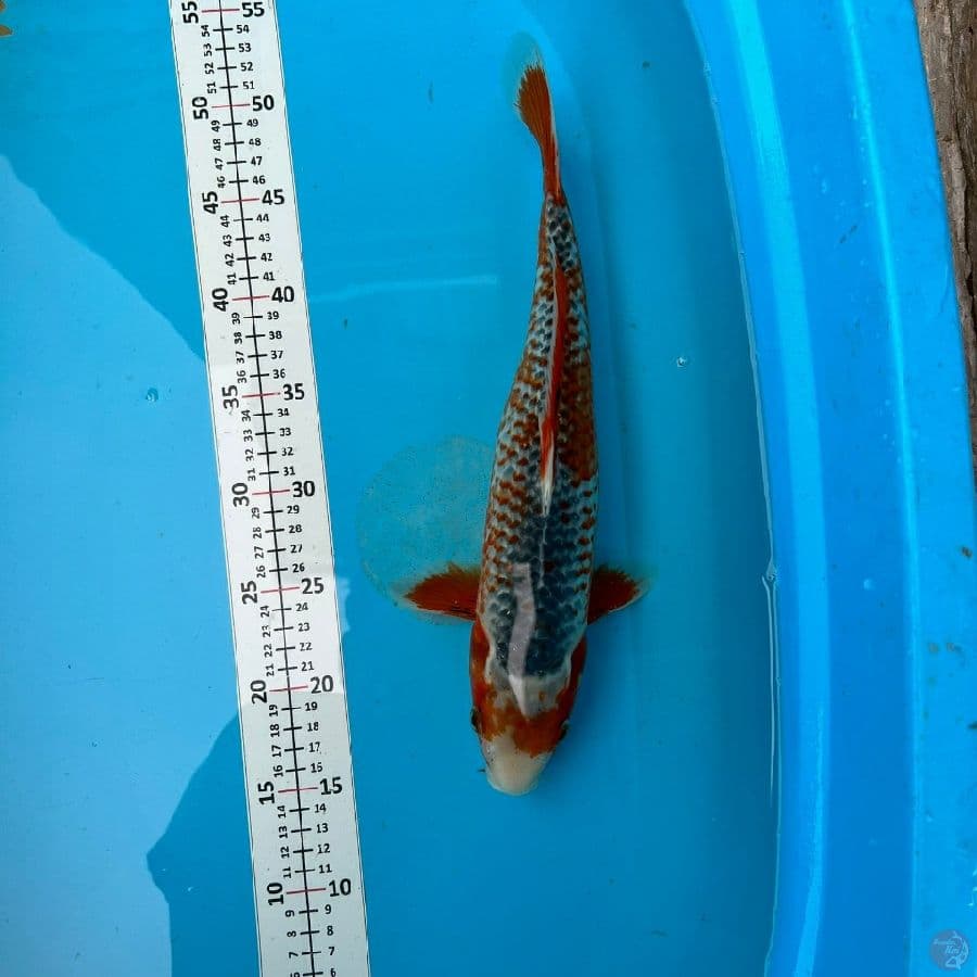 asagi 35 cm