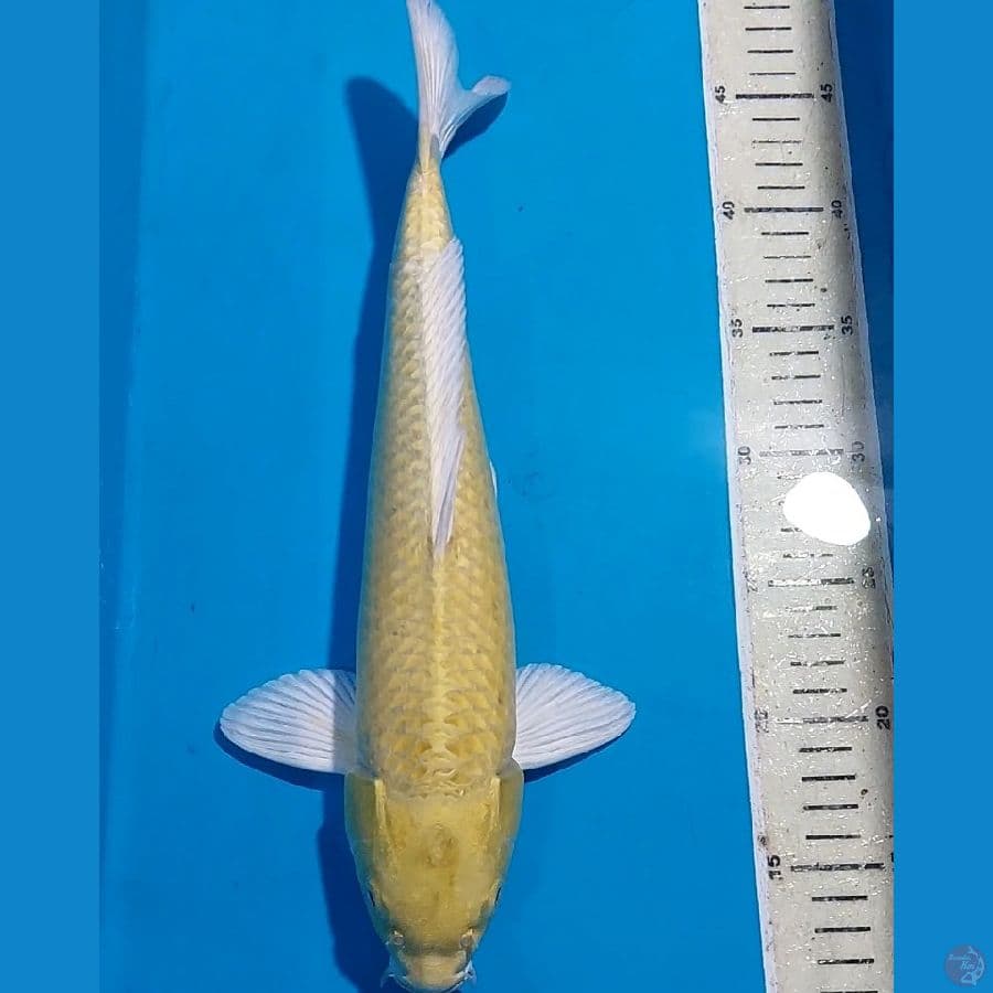 SPECIAL YAMABUKI OGON MATA MERAH 35 CM