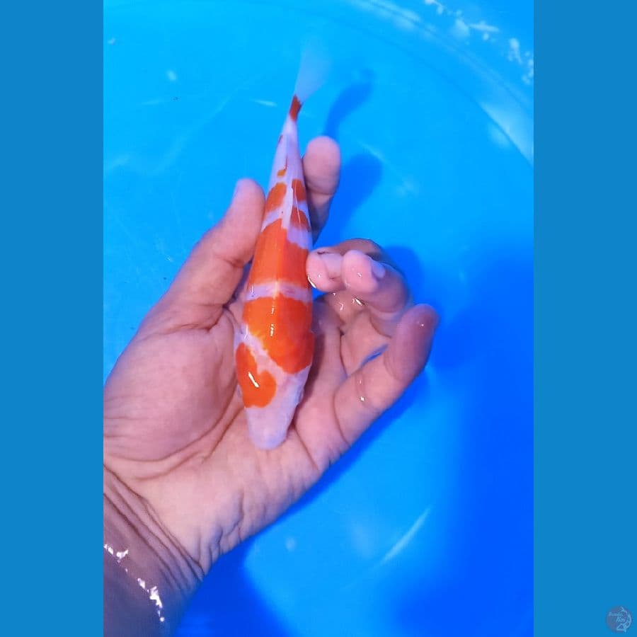 kohaku 17 cm