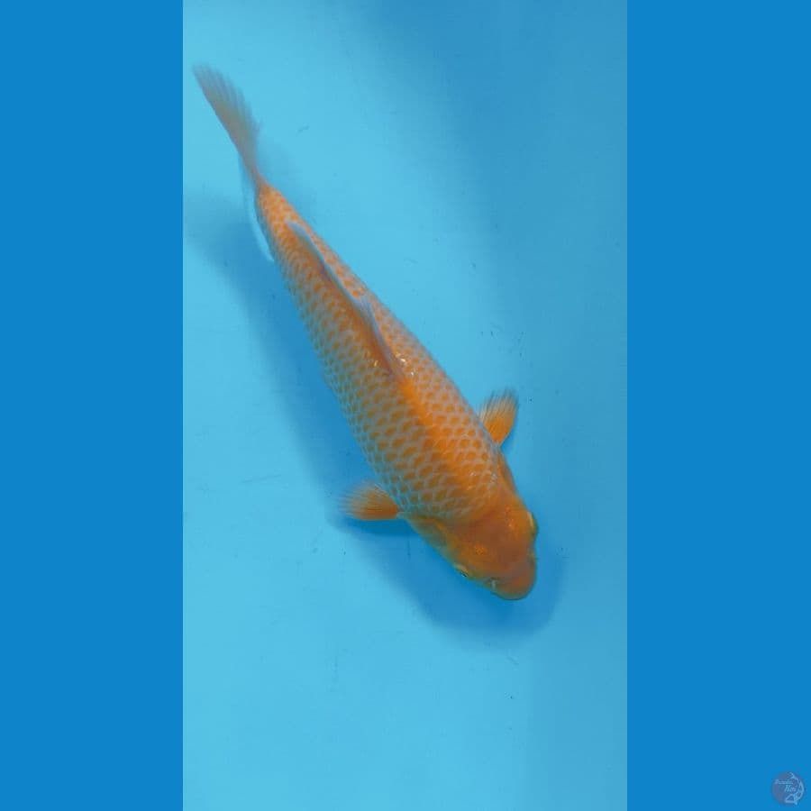 KARASI CORN 25cm (MALE)