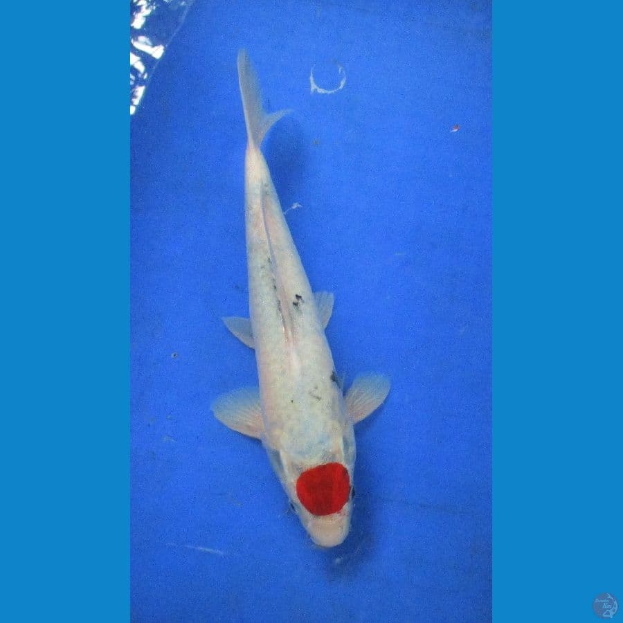 tategoi tancho showa ±34cm Male
