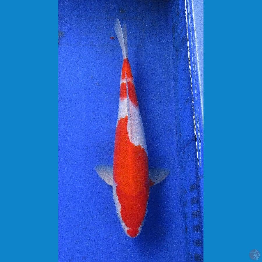 kohaku ±32cm