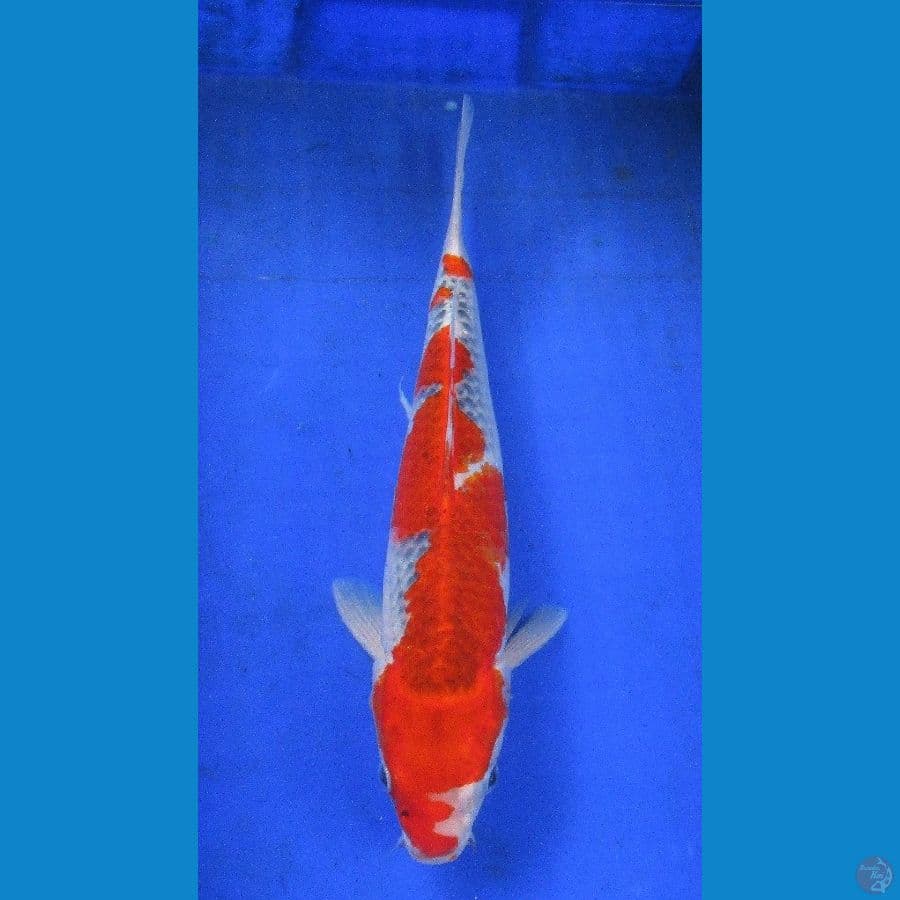 goshiki ±35cm