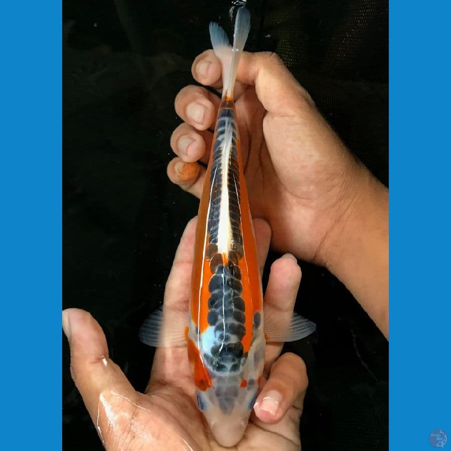 Shusui 23cm