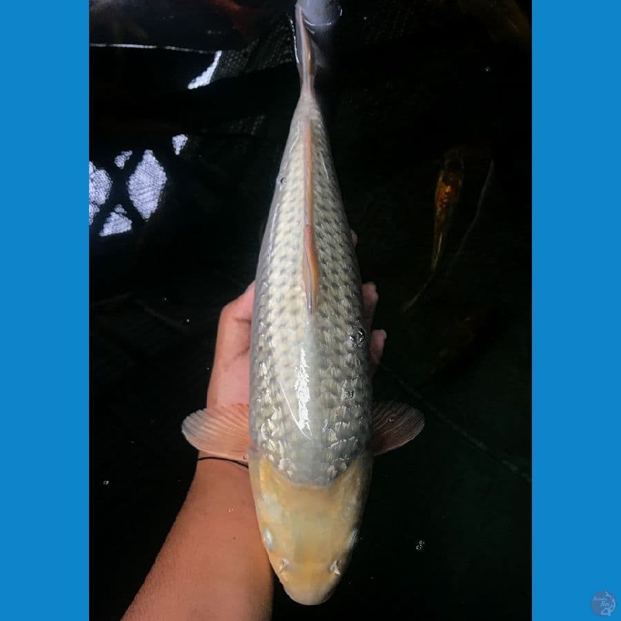 Soragoi Ginrin 42cm