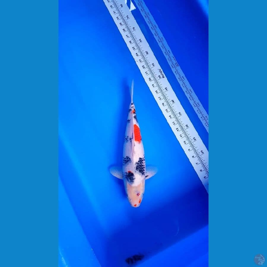 SHOWA PUNUK40CM male
