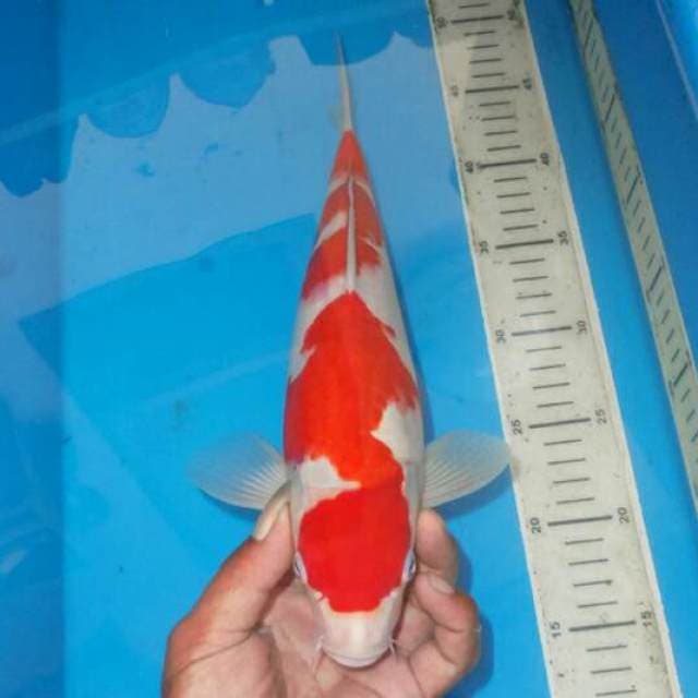 KOHAKU ISTIMEWA