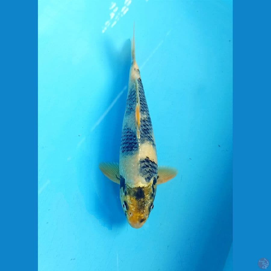 Shiro 28cm male