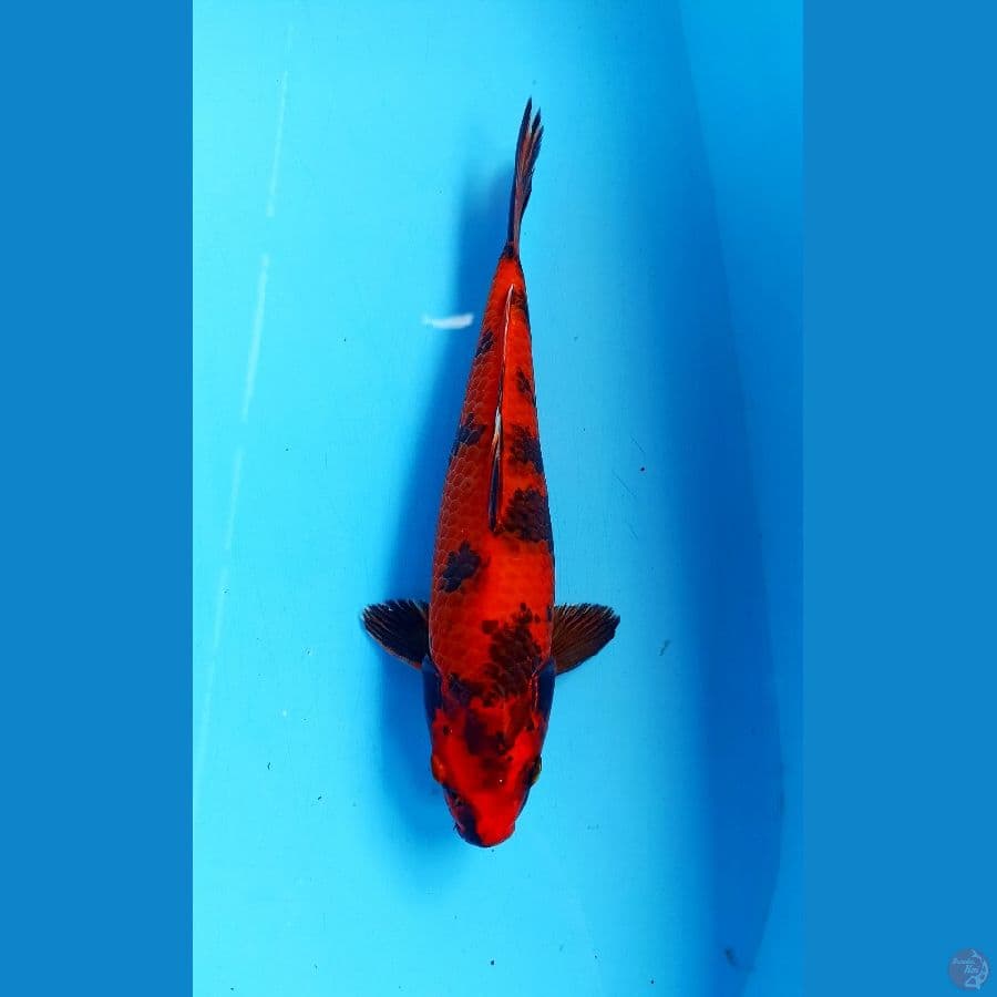 Hi utsuri 28cm male
