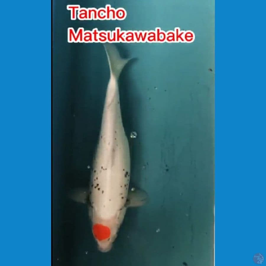Tancho Matsukawabake 41 cm