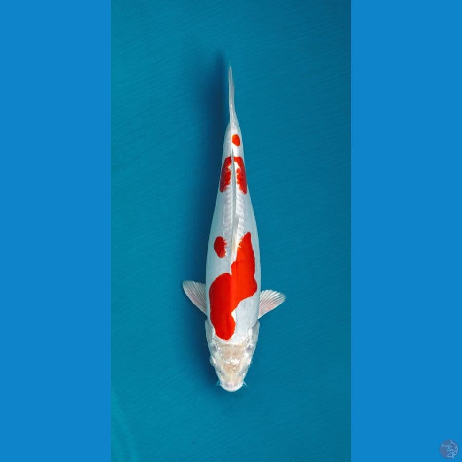 Kikushui 30cm good quality