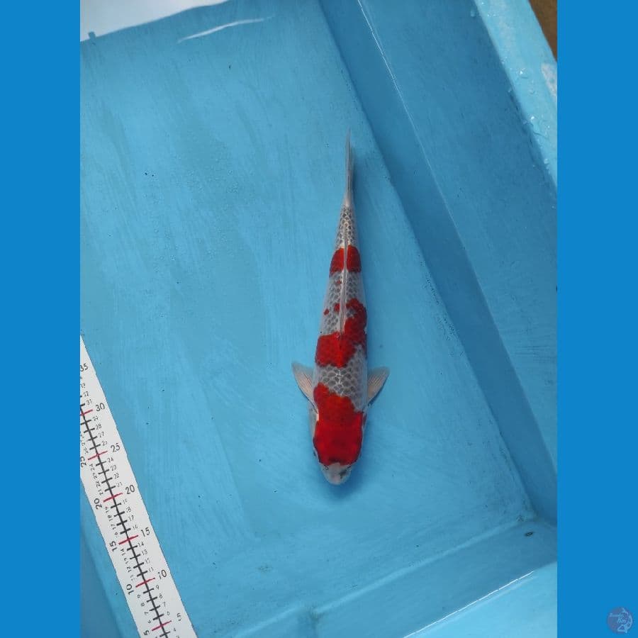 gosiki 41cm male