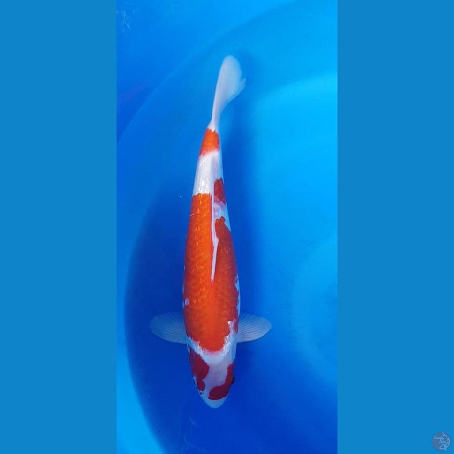 KOHAKU GINRIN 38cm
