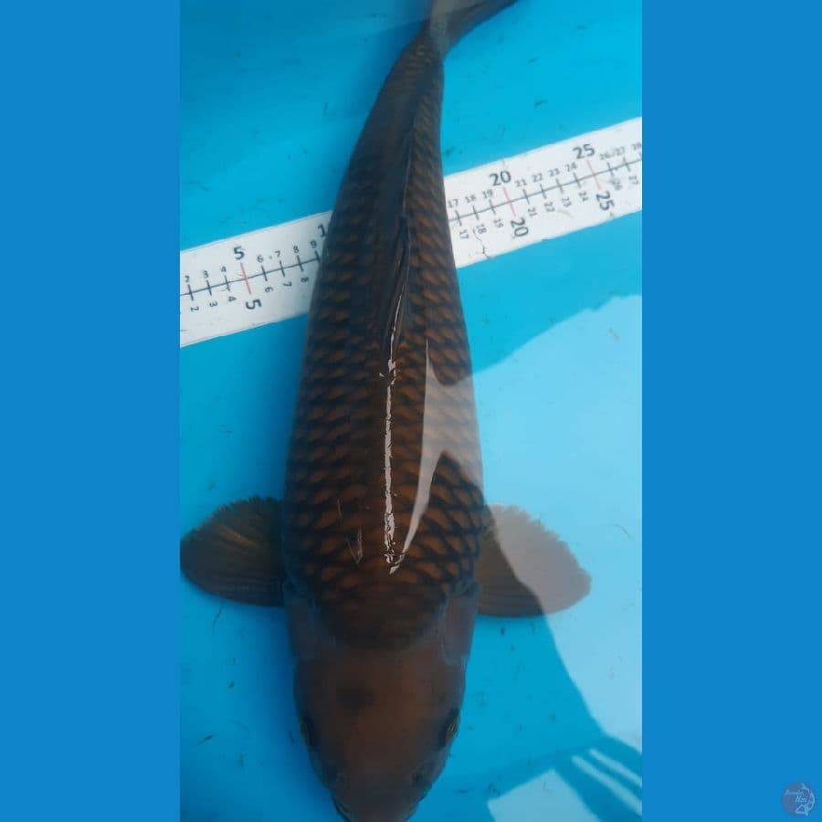 chagoi munuk bulky 48cm
