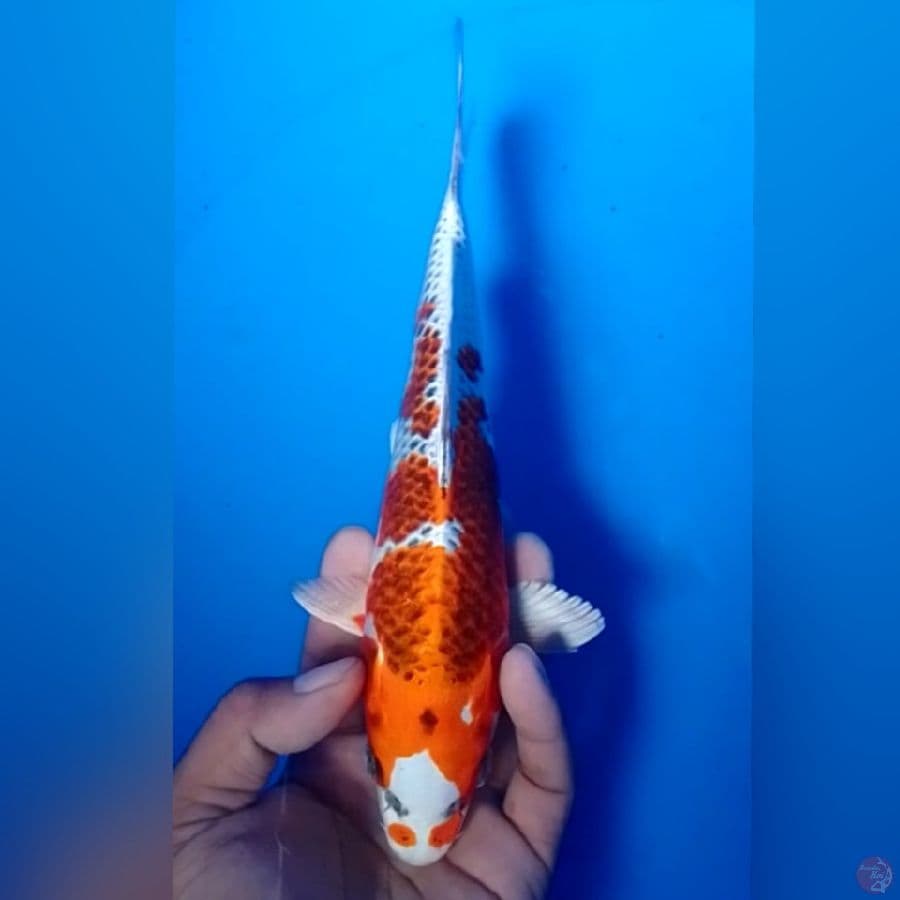 KOJAKU 24CM