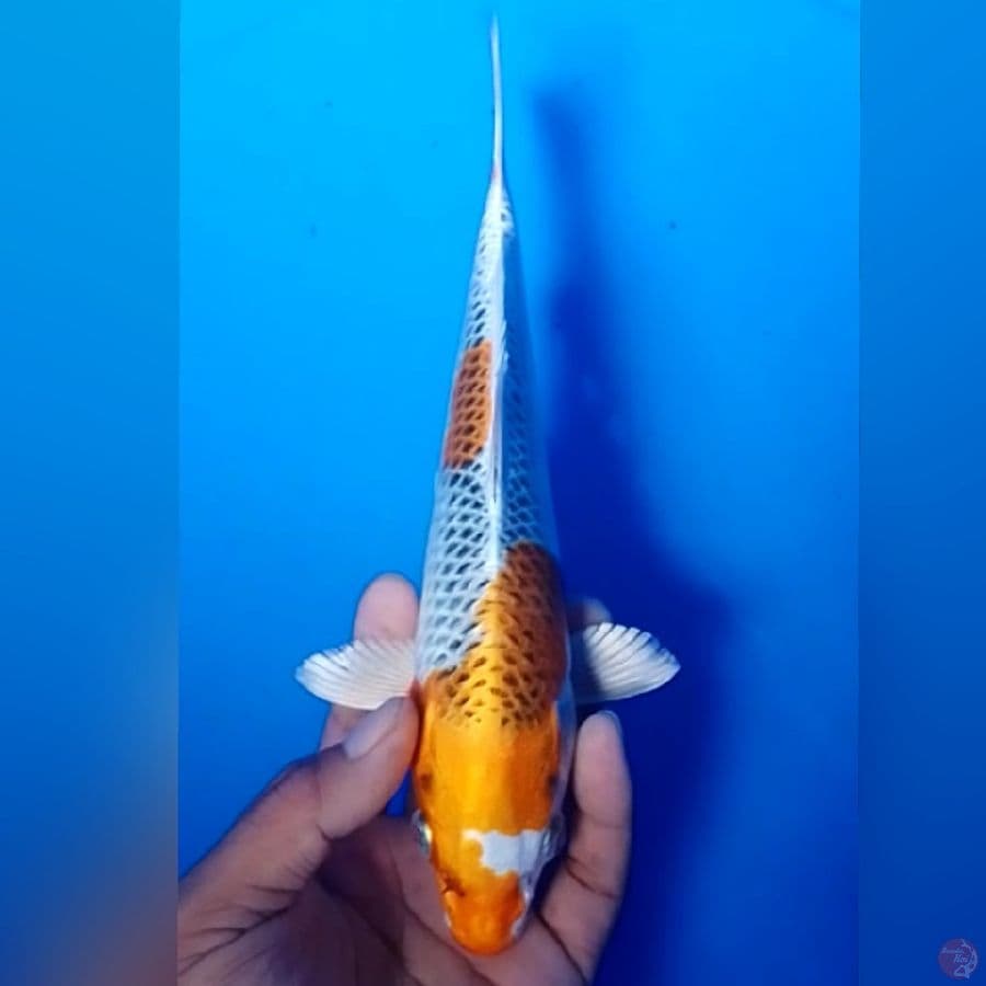 KOJAKU 25CM