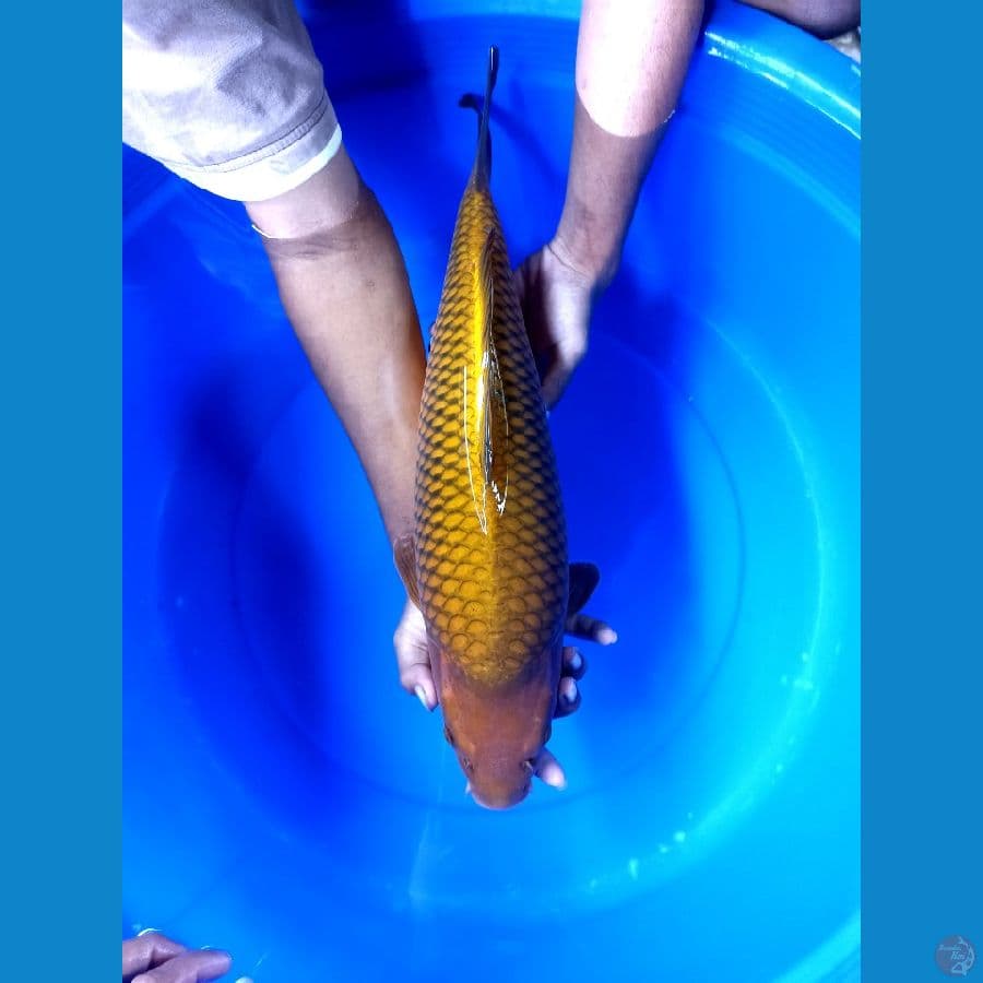 Cagoi jumbo