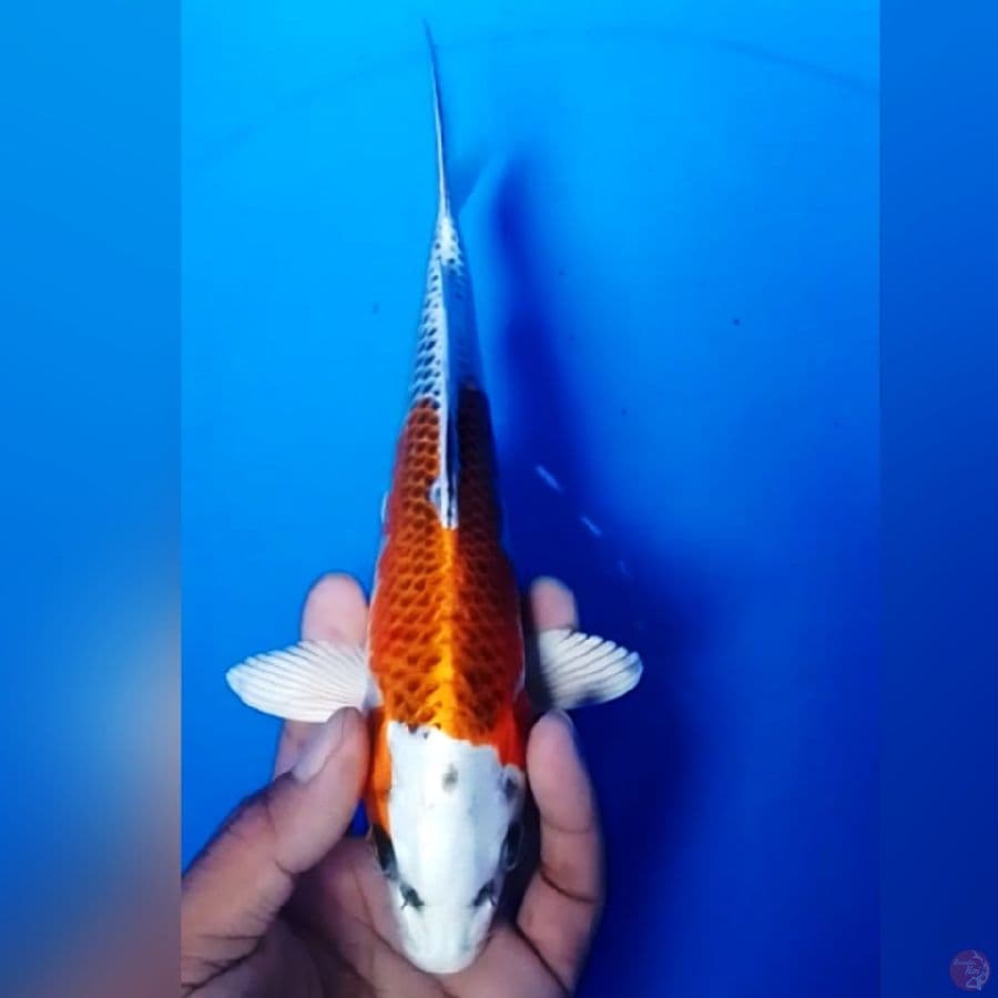 KOJAKU 25CM