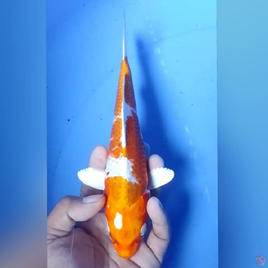 HARIWAKE 23CM