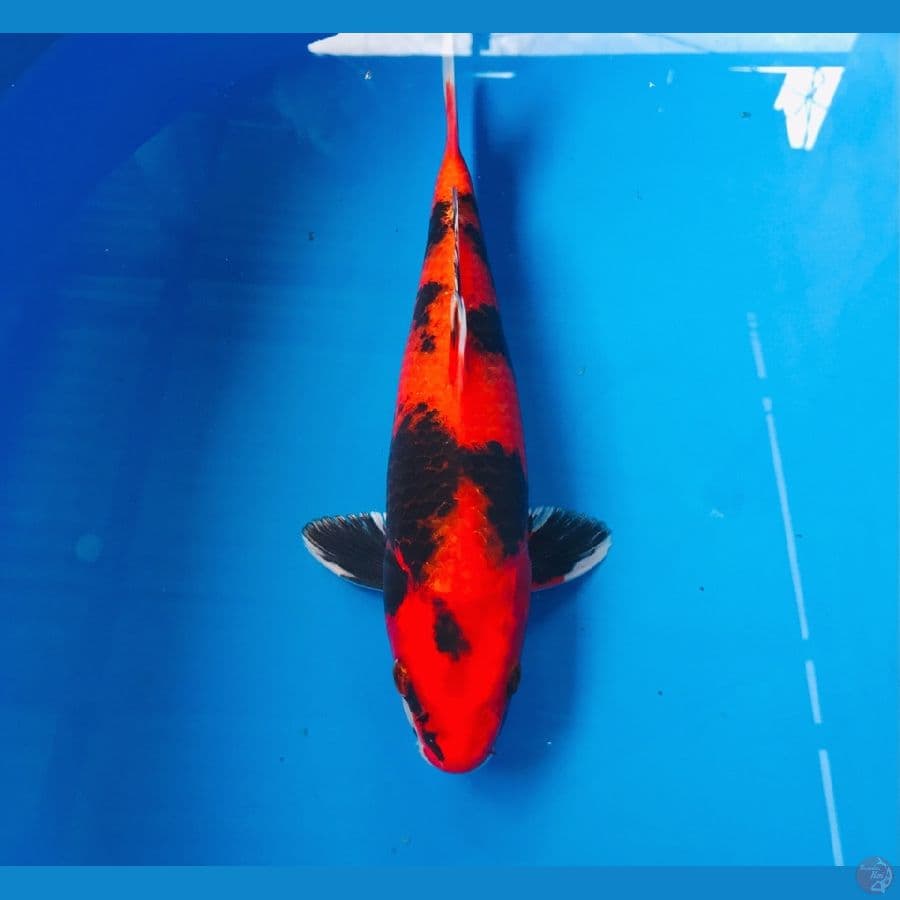 hi showa hikari 28cm