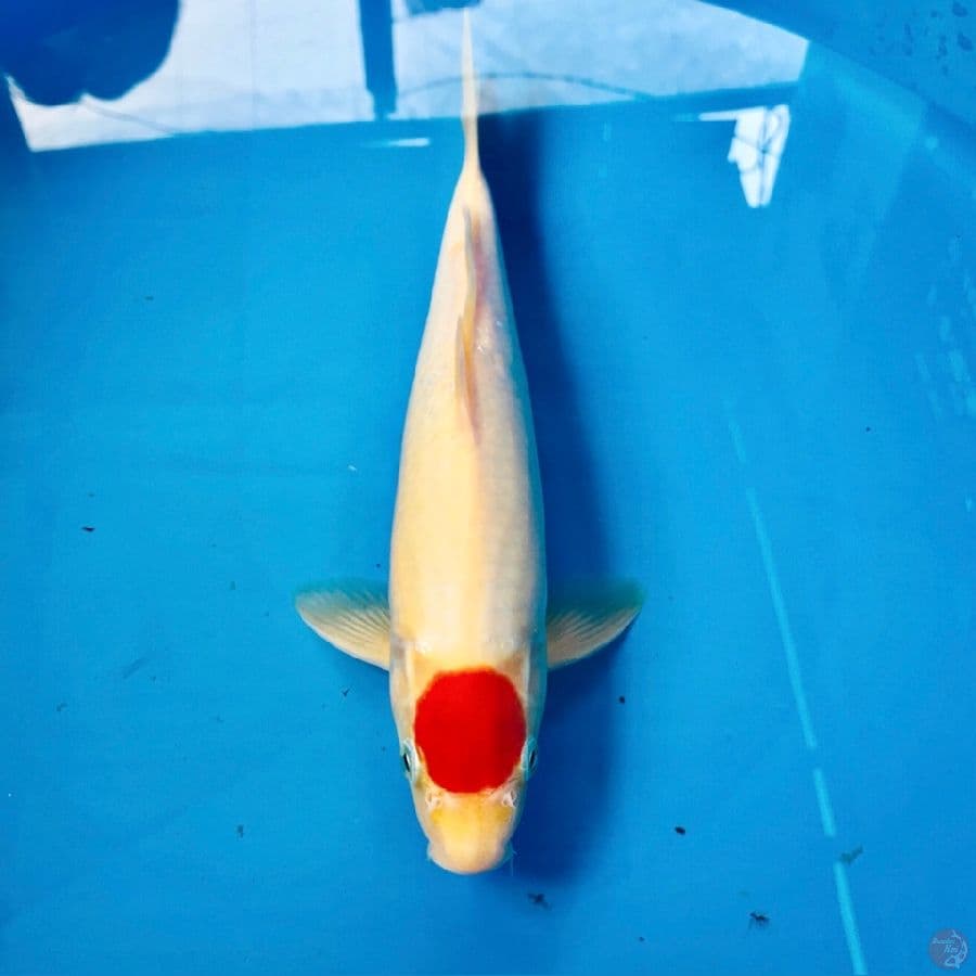 tancho kohaku male 30cm