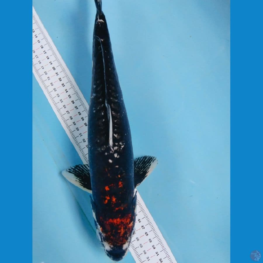 beny kumon antik 39cm