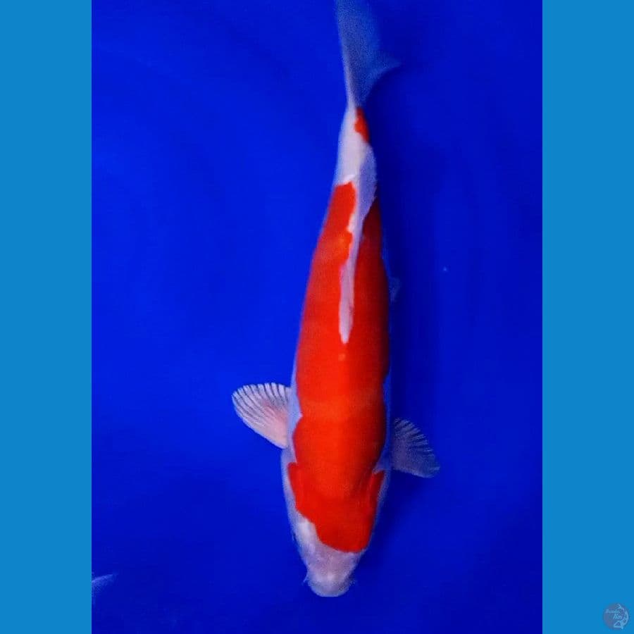 kikushui punuk onta strong 35 cm