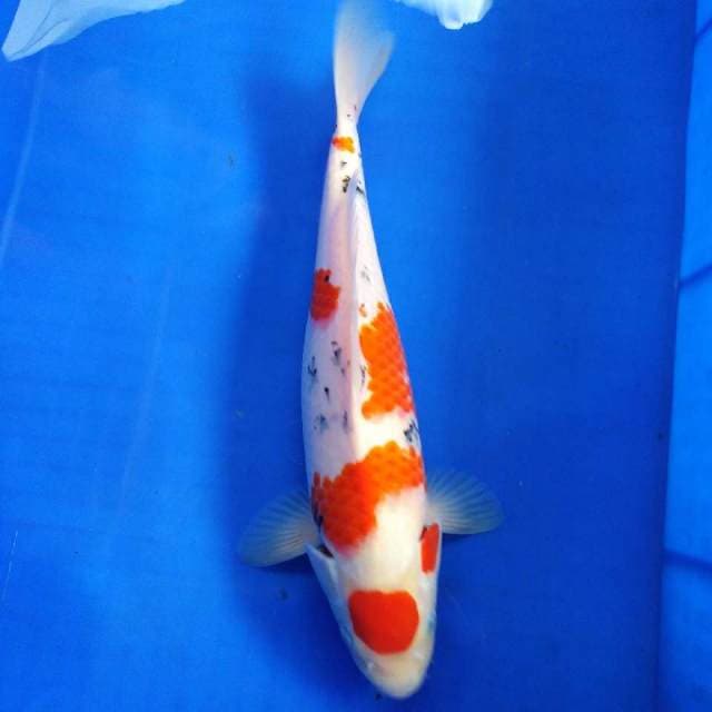 HWC (S of T)female 35cm