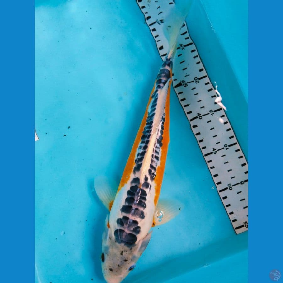 shusui 36cm