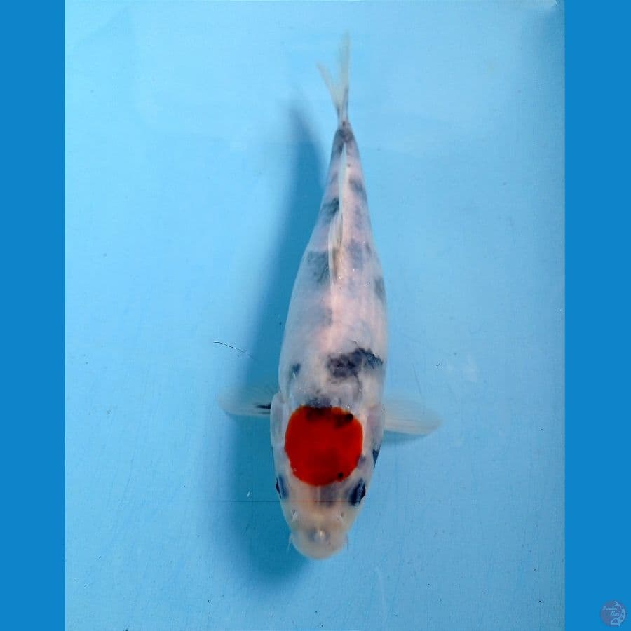 tancho showa 22 cm