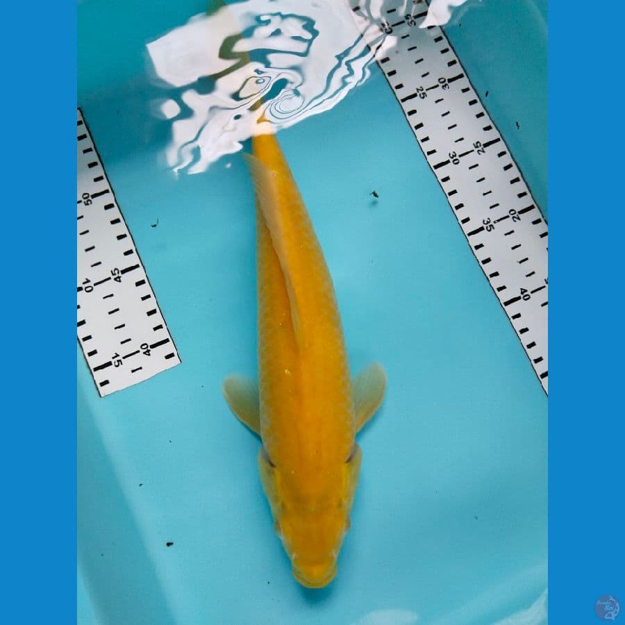 karasi 34cm