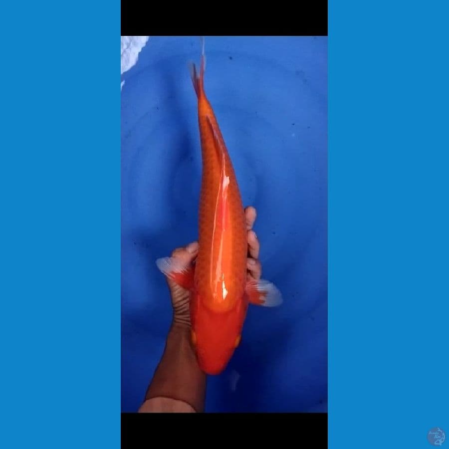 red karasi fukurin joz 42cm