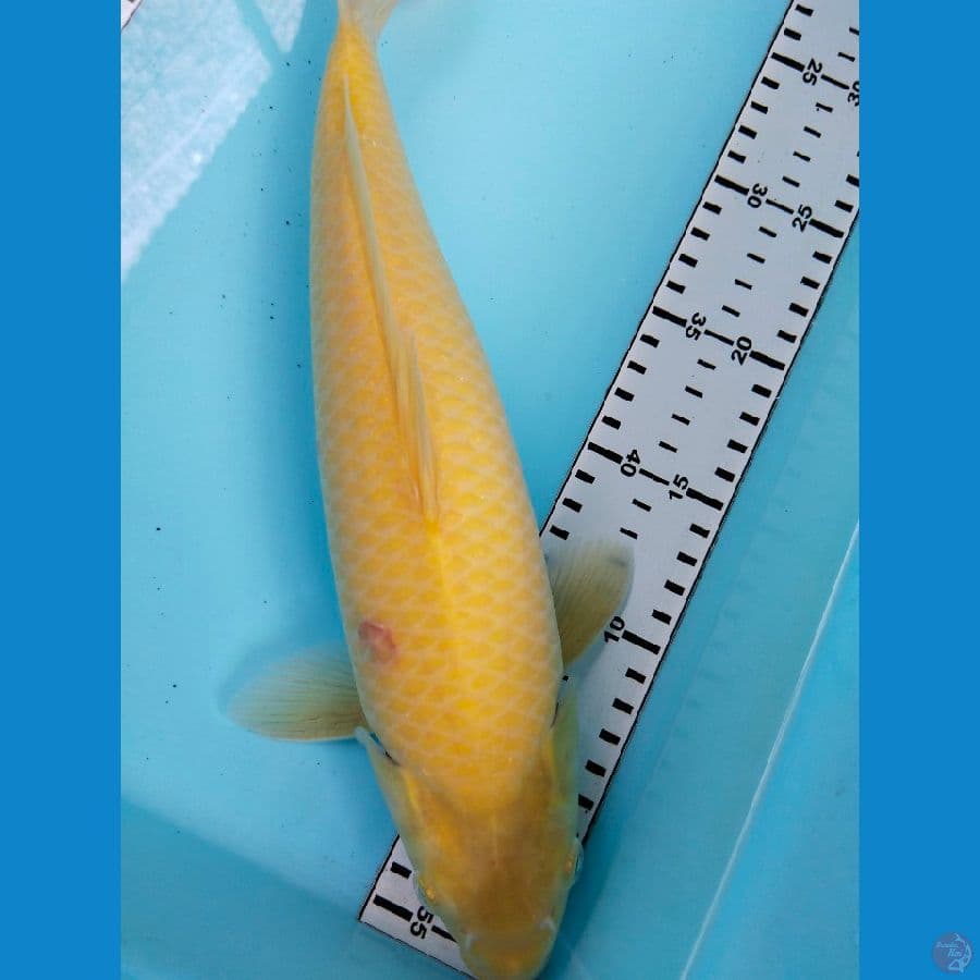 karasi 35cm