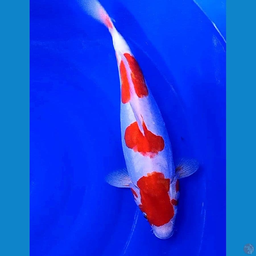 doitsu kohaku step 3f 38 cm