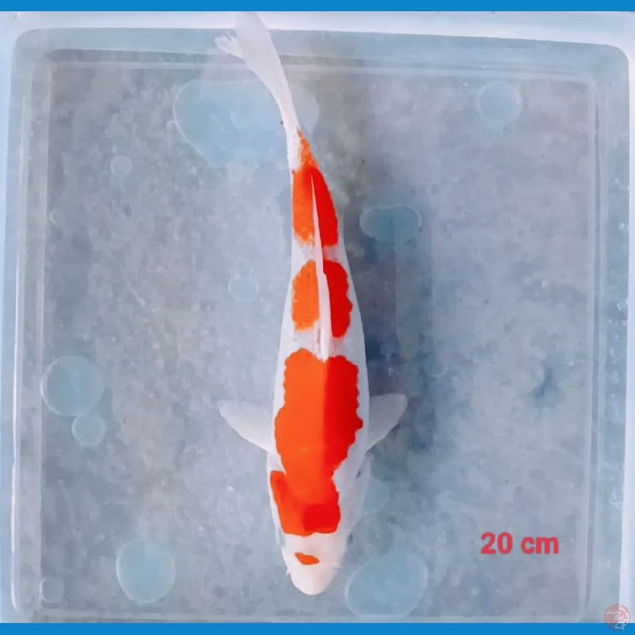 kohaku 20 cm