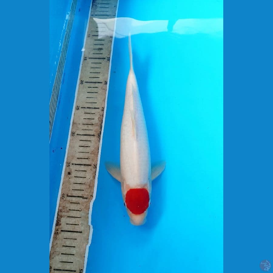 Tancho kohaku 31cm male