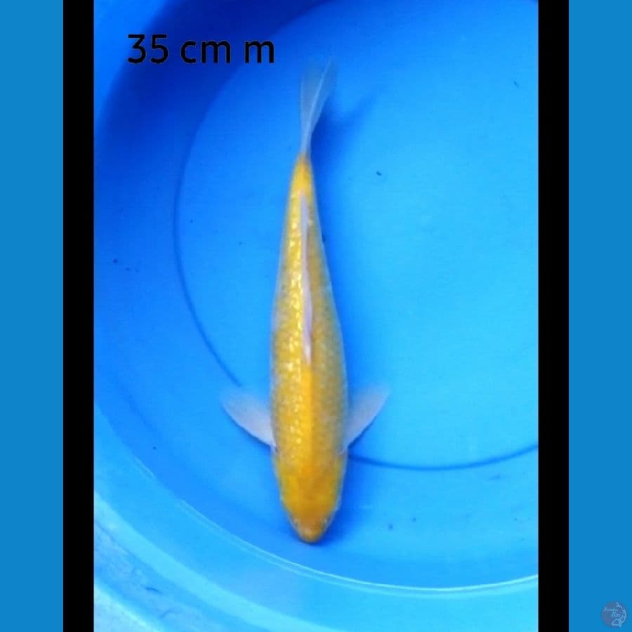 Karashi ginrin punuk red eye 35 cm