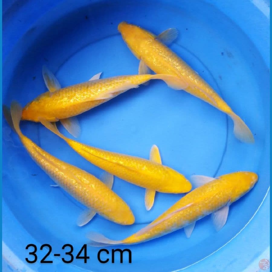 karashi ginrin mata merah bersih 32-34 cm