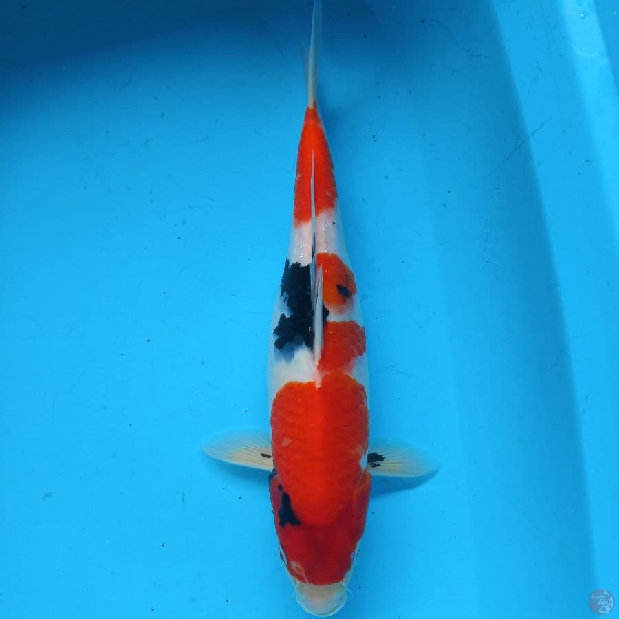 SHOWA//FM/33 CM