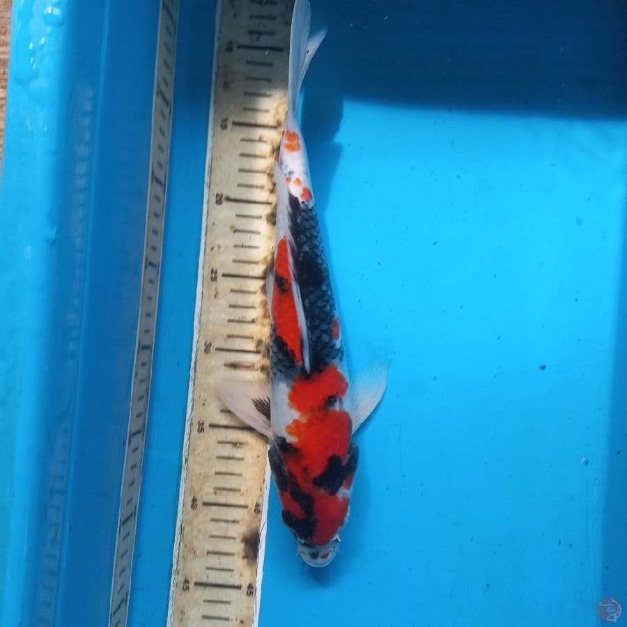 SHOWA//33 CM