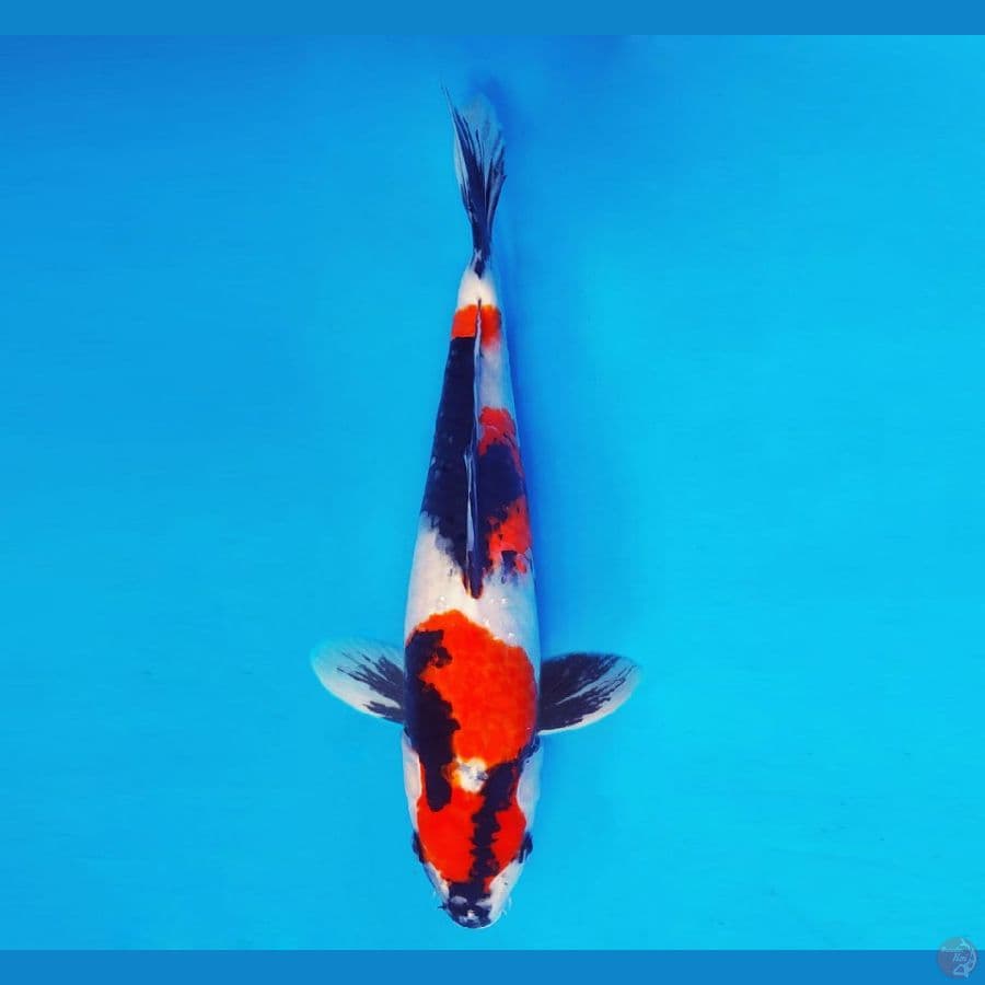 SAITAMA 2 ~ Maruten Kohaku 37 cm/fm ™