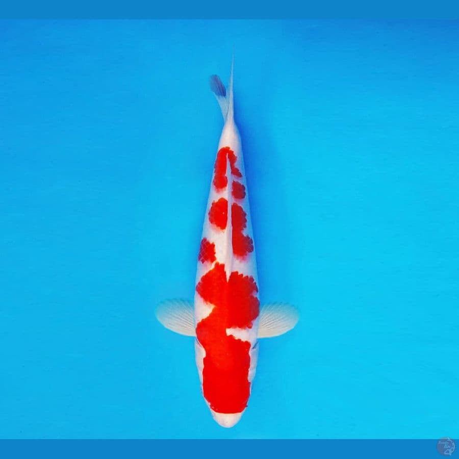 SAITAMA 6 ~ Kohaku 35 cm/fm ™
