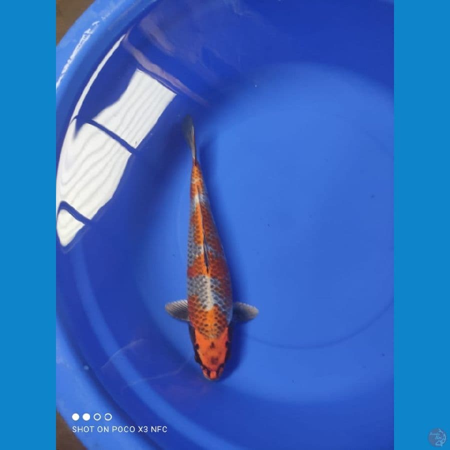 kujaku gingga 40cm orie
