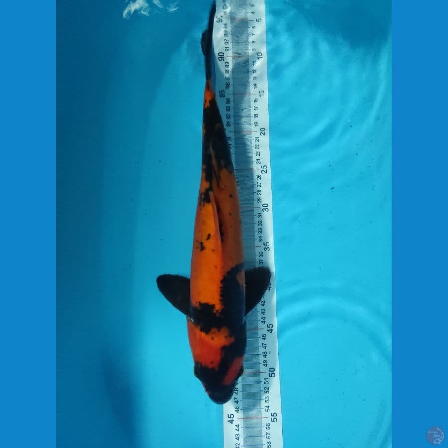 HIUTSURI TEMBUS 44CM