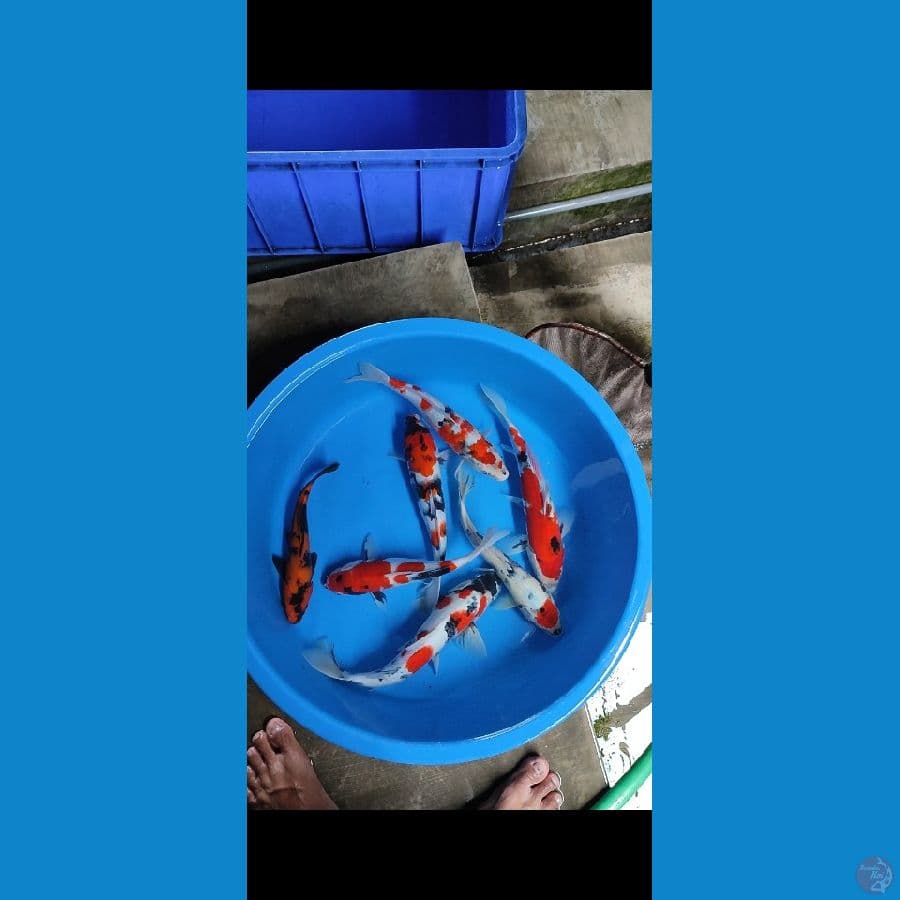7 ekor 30-36 cm