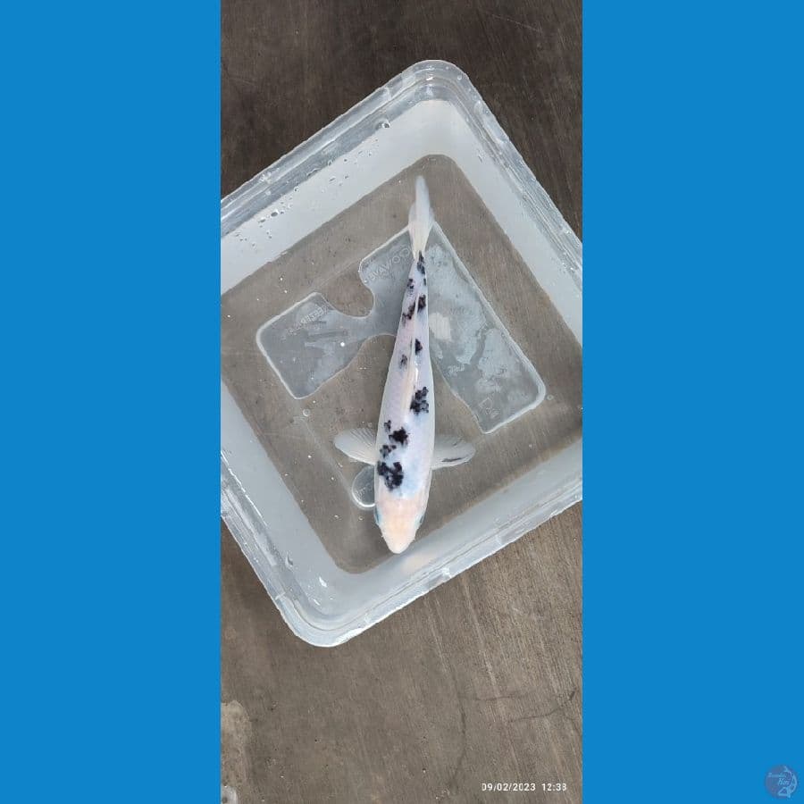 Bekko SQ - 20 cm
