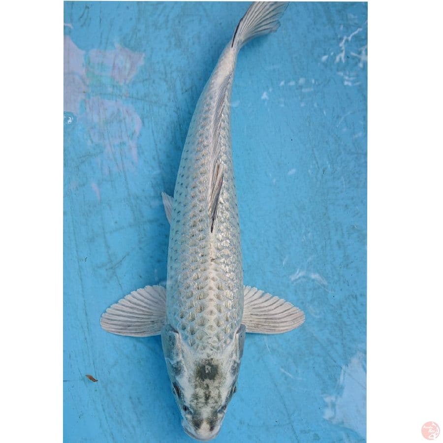 MUKASHI GINRIN 38 CM