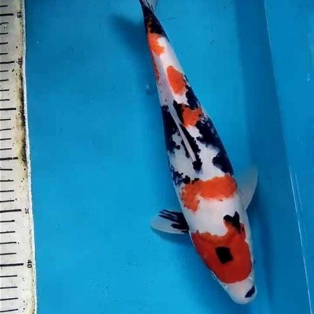 Showa shansoku